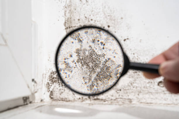 Best Insurance-Related Mold Remediation in Lemoyne, PA